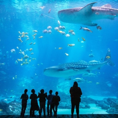 A group of people looking into a big aquarium