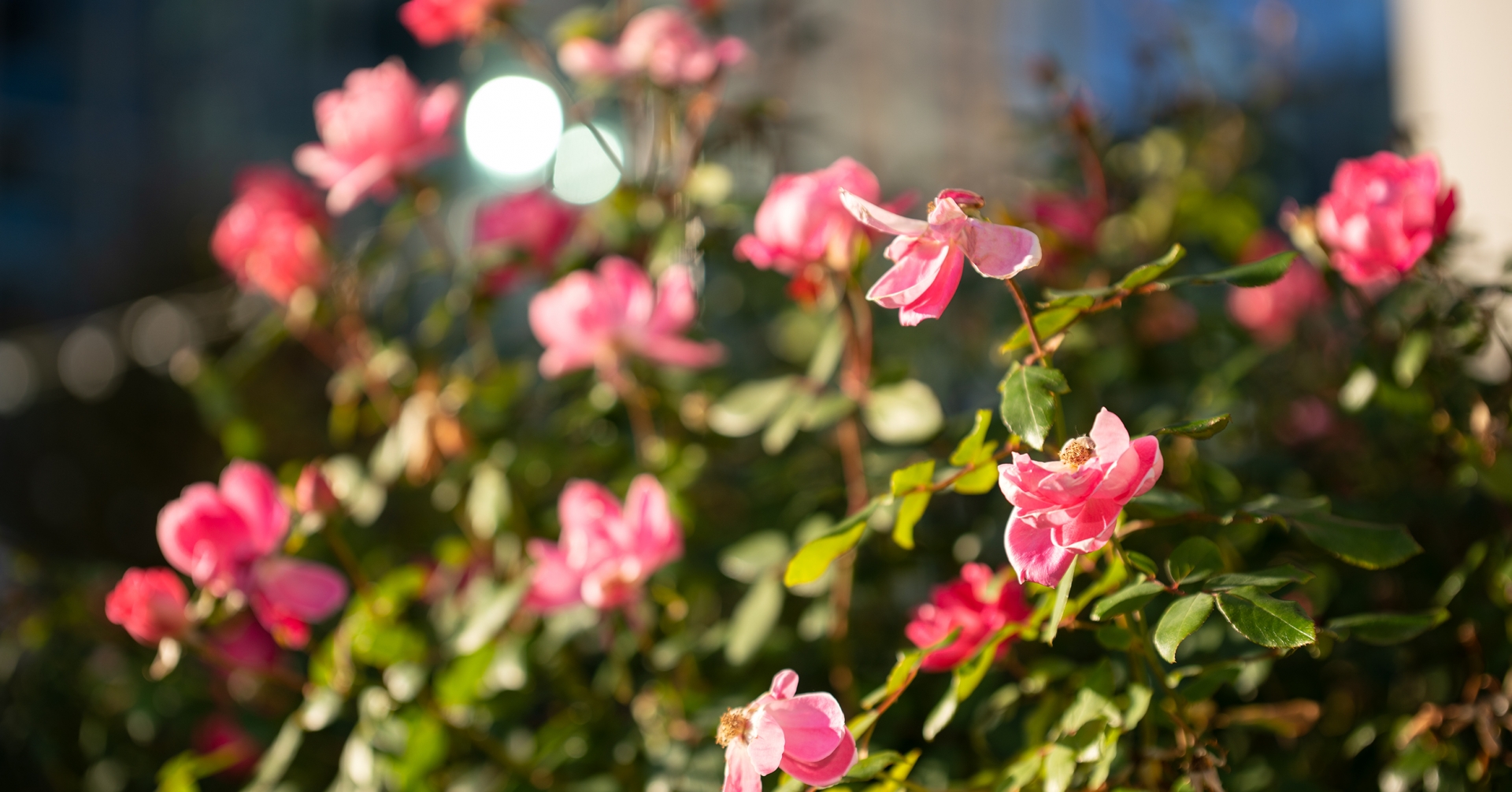 A close up of pink flowers